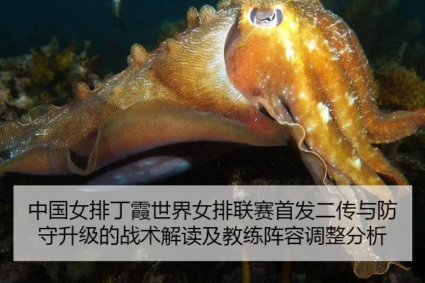 中国女排丁霞世界女排联赛首发二传与防守升级的战术解读及教练阵容调整分析